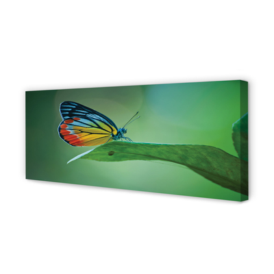 Slika na platnu Pisani metulj listov