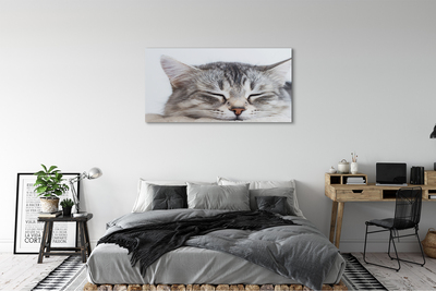 Slika na platnu Zaspani maček