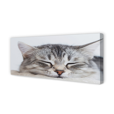 Slika na platnu Zaspani maček