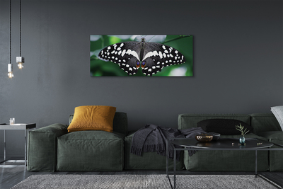 Slika na platnu Pisani metulj listi