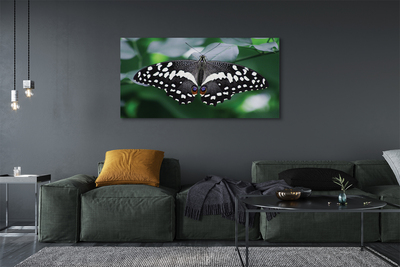 Slika na platnu Pisani metulj listi