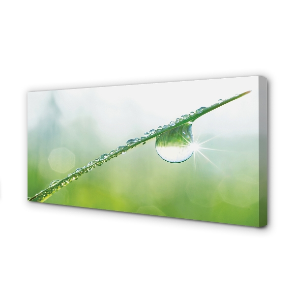 Slika na platnu Drop trava makro