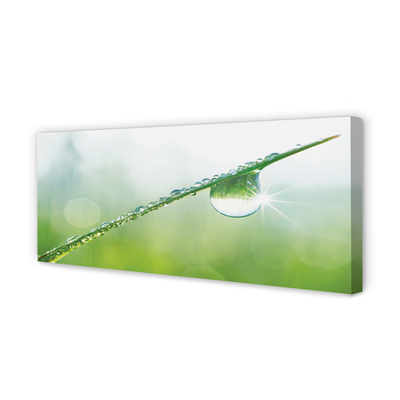 Slika na platnu Drop trava makro