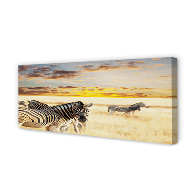 Slika na platnu Zebre polje sunset