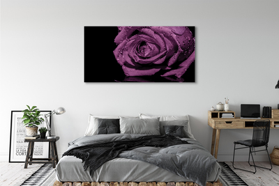 Slika na platnu Vijolična vrtnica