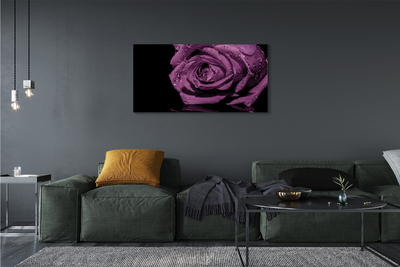 Slika na platnu Vijolična vrtnica