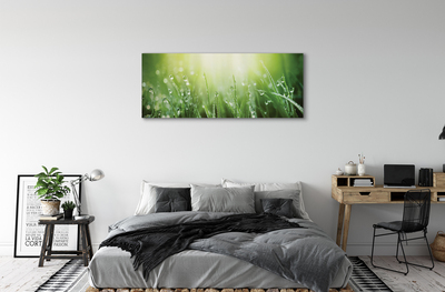 Slika na platnu Grass sonce kapljice