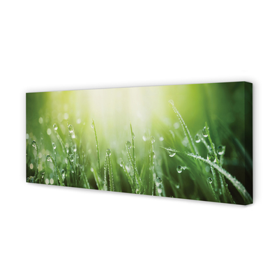 Slika na platnu Grass sonce kapljice
