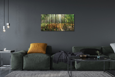 Slika na platnu Gozd drevo breza