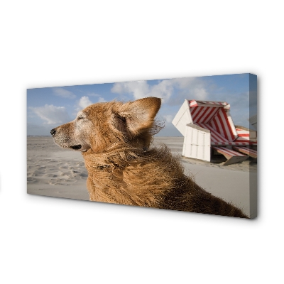 Slika na platnu Brown pes na plaži