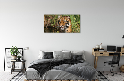 Slika na platnu Tiger woods