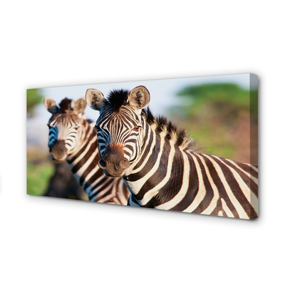 Slika na platnu Zebra