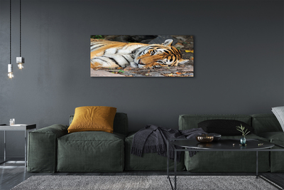 Slika na platnu Leži tiger