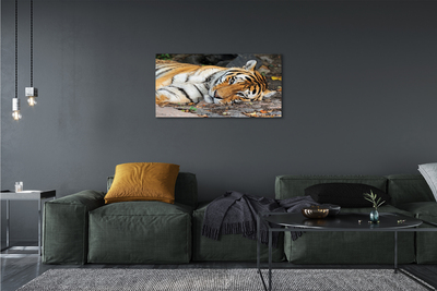 Slika na platnu Leži tiger