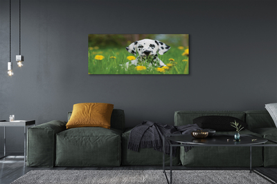 Slika na platnu Prerijski pes