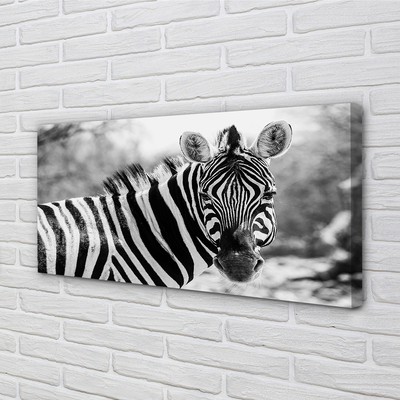 Slika na platnu Retro zebra