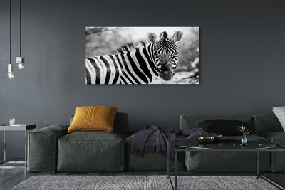 Slika na platnu Retro zebra