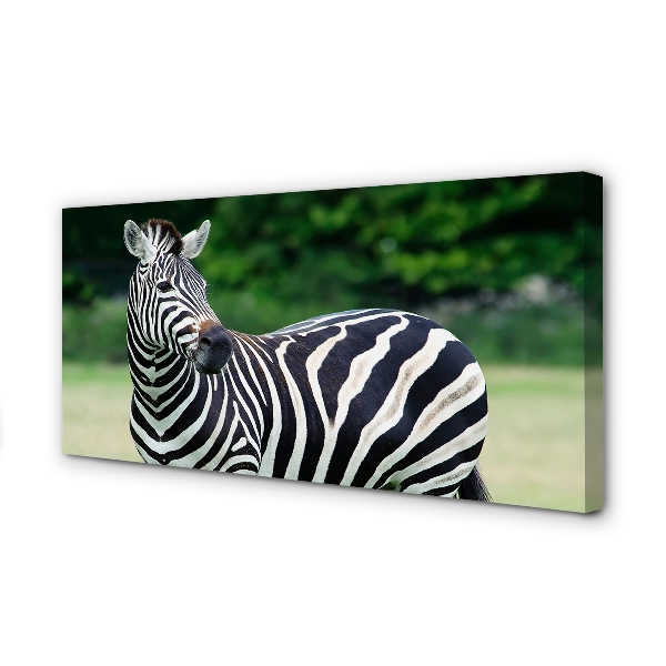 Slika na platnu Zebra polje