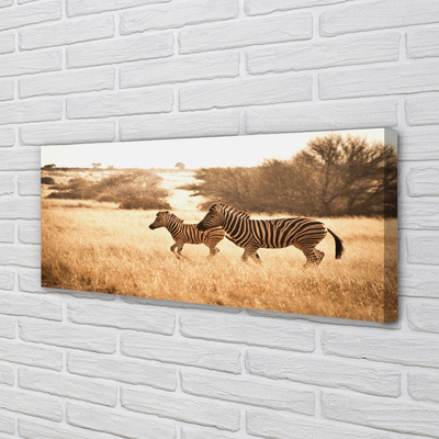 Slika na platnu Zebra polje sunset