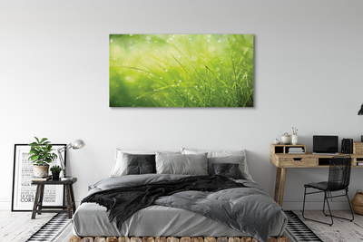 Slika na platnu Grass rosišča kapljic