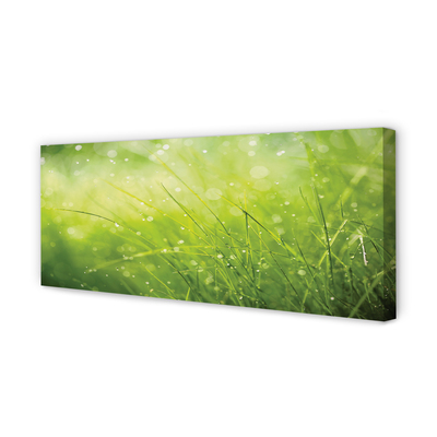 Slika na platnu Grass rosišča kapljic