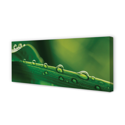 Slika na platnu Kapljice trave makro