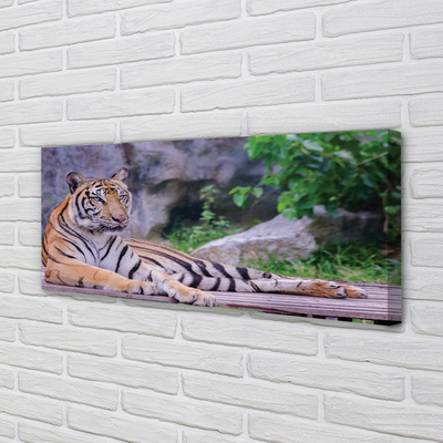 Slika na platnu Tiger v živalskem vrtu
