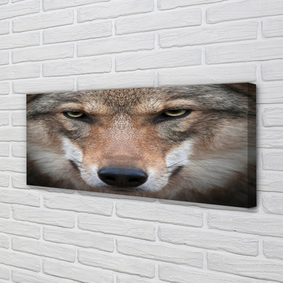 Slika na platnu Volk ​​oči
