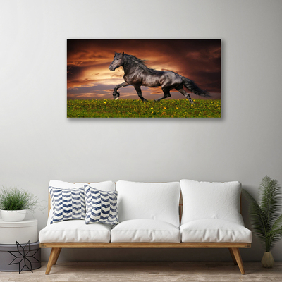 Slika na platnu Črna horse meadow živali