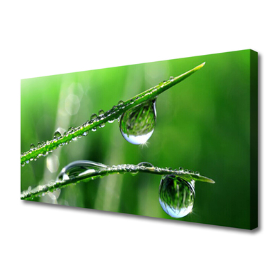 Slika na platnu Grass dew drops