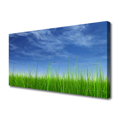 Slika na platnu Sky grass nature rastlin