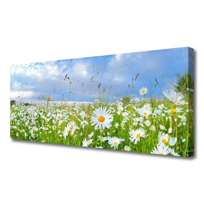 Slika na platnu Daisy travnik narava
