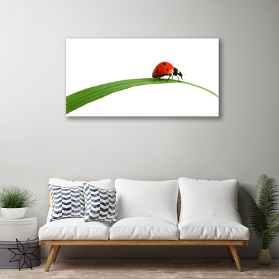 Slika na platnu Ladybug narava