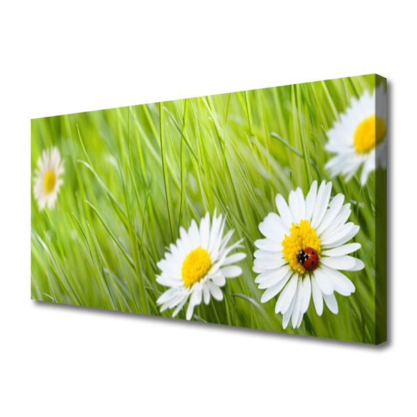 Slika na platnu Grass daisies narava