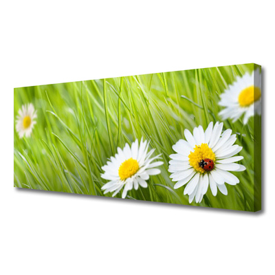 Slika na platnu Grass daisies narava