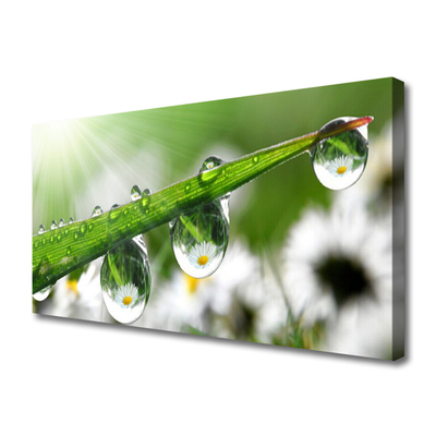 Slika na platnu Grass nature dew drops