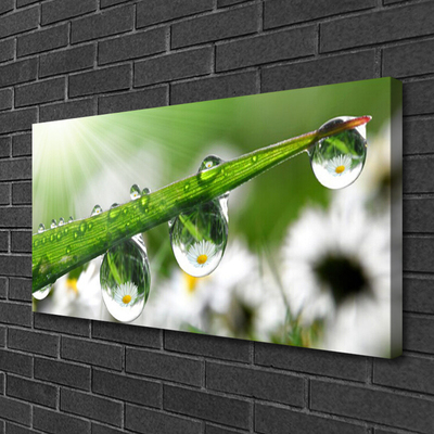 Slika na platnu Grass nature dew drops