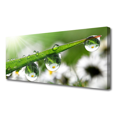 Slika na platnu Grass nature dew drops