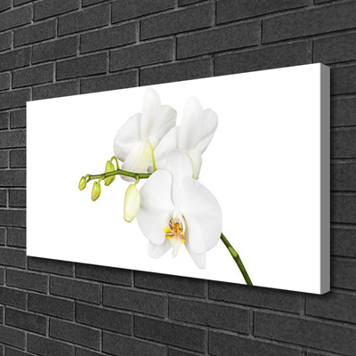 Slika na platnu Orhideje narava