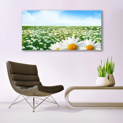 Slika na platnu Daisy travnik flowers polje