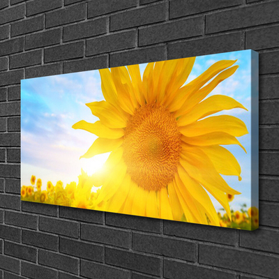 Slika na platnu Sončnica sun flower