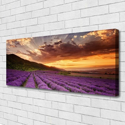 Slika na platnu Področje lavender sunset