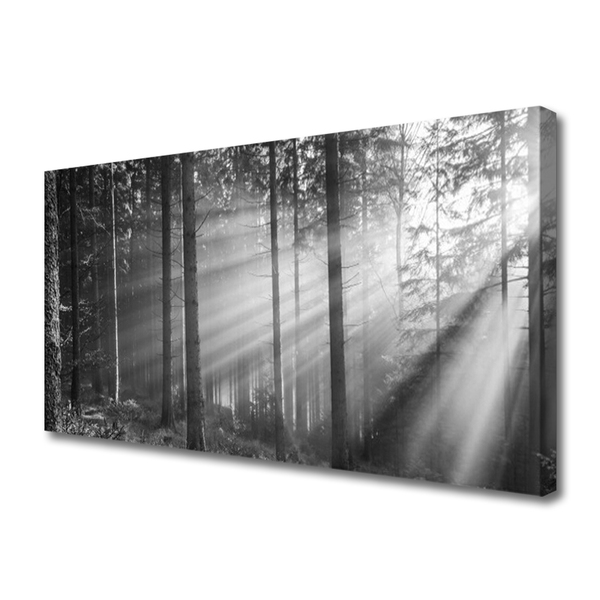 Slika na platnu Narava forest sončnimi žarki