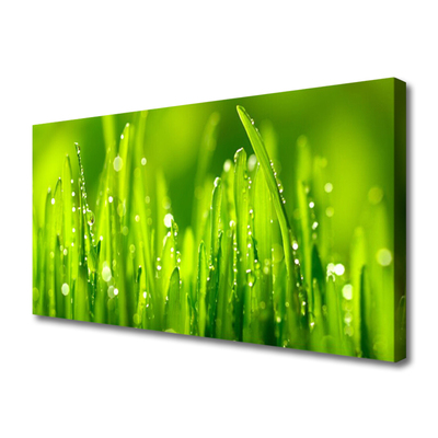 Slika na platnu Green grass dew drops