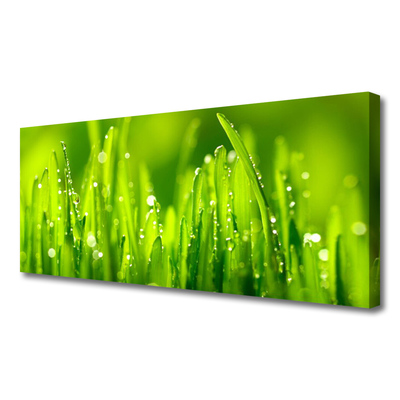 Slika na platnu Green grass dew drops