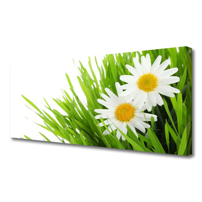 Slika na platnu Daisy flower narava