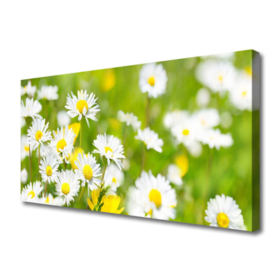 Slika na platnu Daisy flower rastlin