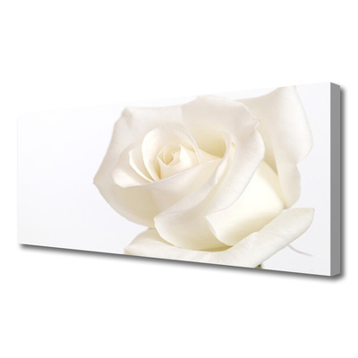 Slika na platnu Rose flowers
