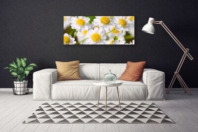 Slika na platnu Daisy rože narava