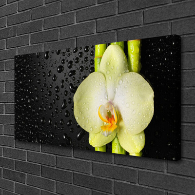 Slika na platnu Bamboo orchid cvetje